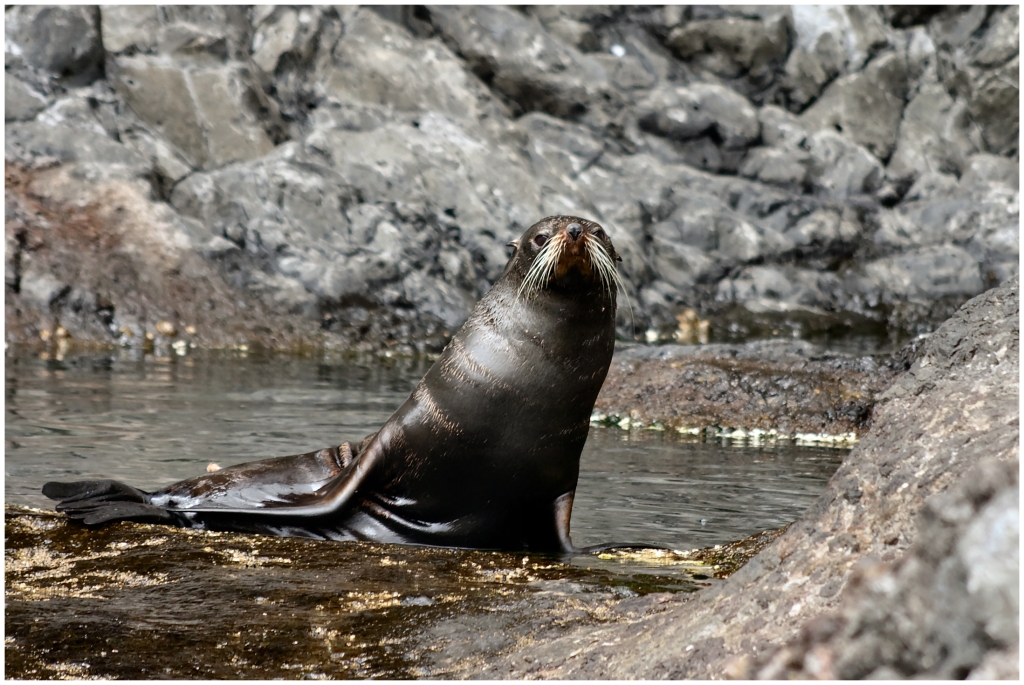 02 - Akaroa (15).jpg